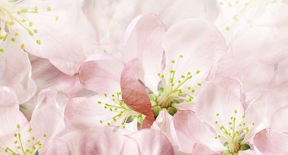 Close up of apple blossom with soft pastel colors and blurred background