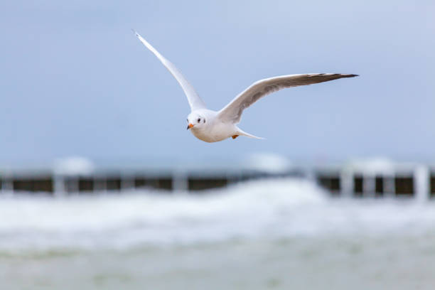 Beautiful seagull in the natural environment on the Baltic Sea.
