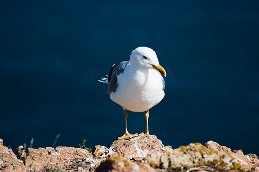A majestic seagull gracefully perches on a weathered rock amidst the vast expanse of the shimmering sea, showcasing the beauty of nature and the ser
