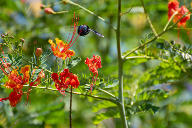 istock Bee, bee pollinating the flowers on a morning in Brazil, selective focus. 1947153765