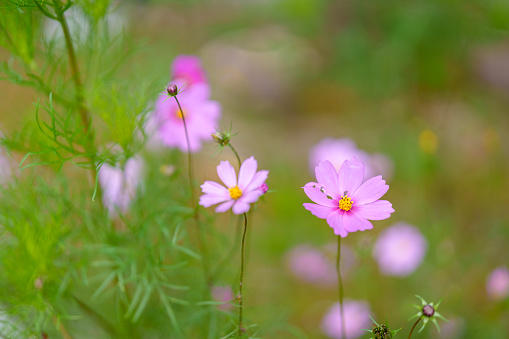 A cosmos flowers field is a vibrant and enchanting sight, selective focus.