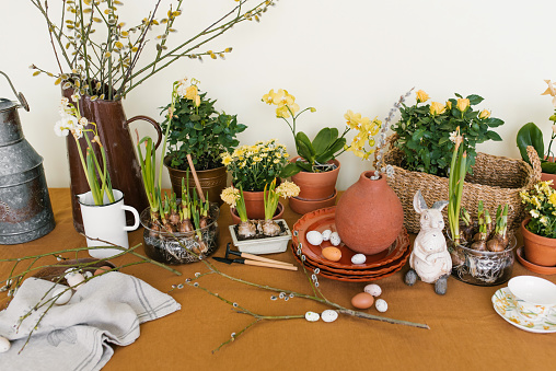 Easter holiday decor. Daffodils and hyacinths in a pot, eggs and a rabbit figurine and branches in vases