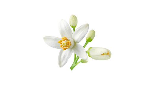Neroli flower and buds branch isolated on white. White fleur d'oranger citrus bloom. Orange tree blossom.\nBlooming tropical plant. Floral mediterranean perfume note.