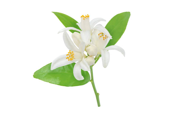 istock Orange tree flowers leaves and buds branch isolated on white 1947187045