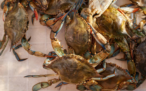istock Large crabs crawl moving their claws in a transparent box. Top view 1947194523
