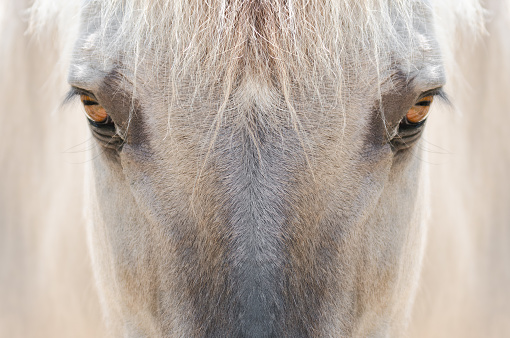 wonderful close-up clance of amber eyes of an white horse