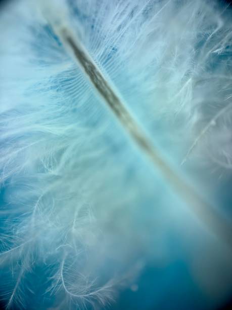 istock Close up of feathers 1947197594