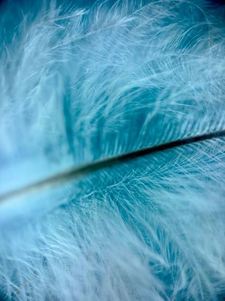 istock Close up of feathers 1947199464