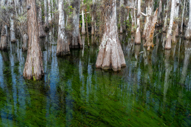 Cypress trees in a swamp with green string algae in the water and white fungus on some of the bark, Big Cypress Swamp National Preserve, Florida