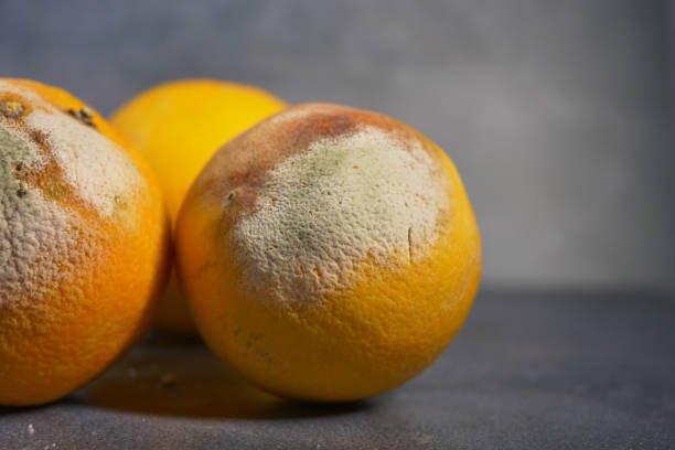 istock Rotten orange. Moldy orange on black background 1947217000