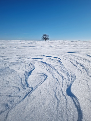 Scenery view with a lonely tree on the snowy field with snowdrifts shaped by the wind and blizzard as leading lines. Cold winter landscape with a oak standing single under clear blue sky