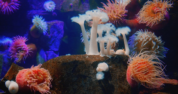 Vibrant coral reef teeming with diverse actinia species, showcasing underwater marvels. Mesmerizing actinia sway on sea bed, an actinia-rich ecosystem, capturing ocean's serene beauty