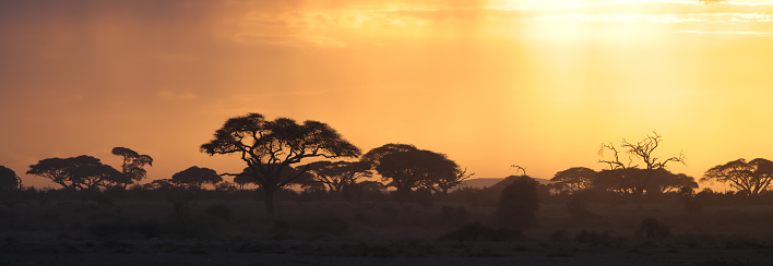 silhouette trees at golden sunset time in Amboseli NP
