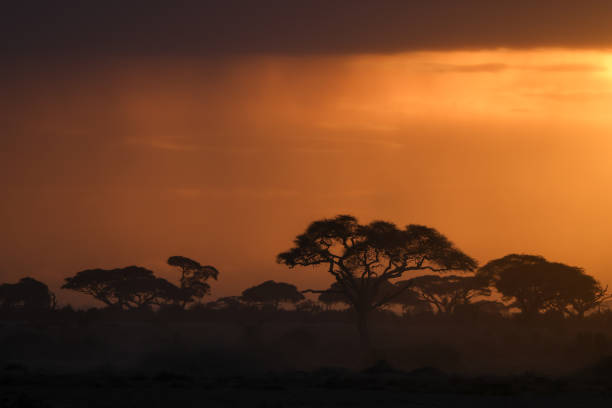 istock silhouette trees at a golden sunset 1947240601