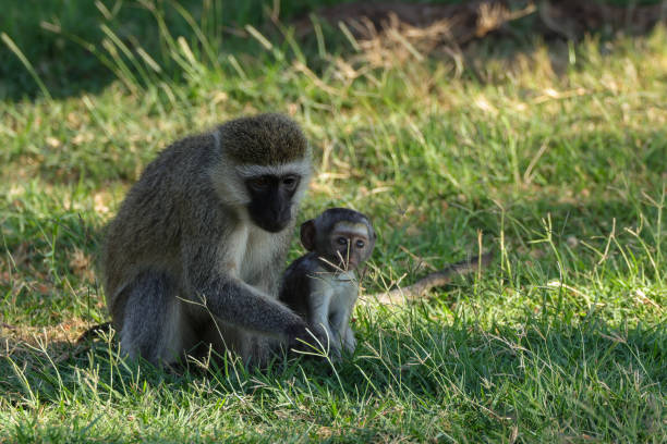 istock vervet monkey with a baby 1947241627