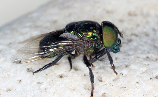 Adult Green Jewel Fly of the species Ornidia obesa.