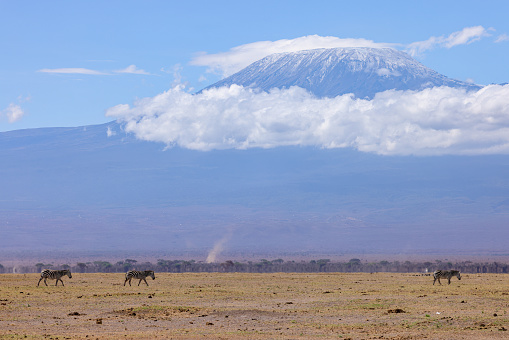 african savannah with mount kilimanjaro in background