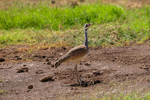 a single koorhan bird in Amboseli NP