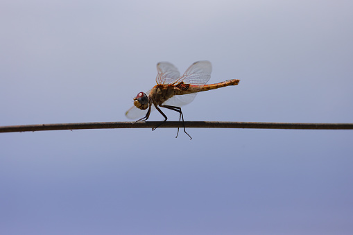 red dragonfly on a wire