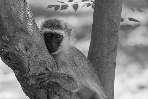 chilling vervet monkey in black and white