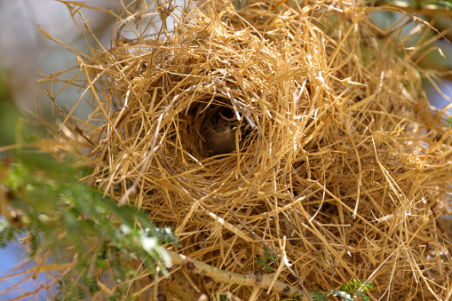 bird's nest on an acacia tree