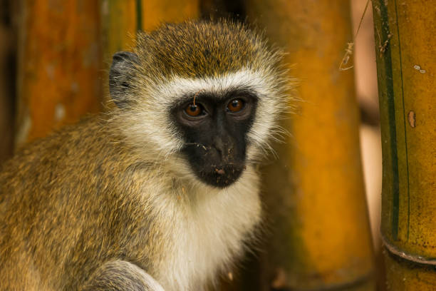 portrait image of a vervet monkey