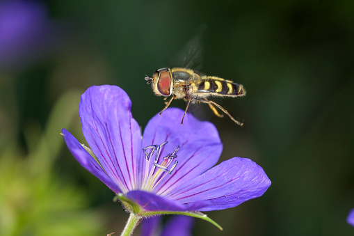 Hover fly on a bugle flower in a meadow in Stukeley Meadows Nature Reserve,  Huntingdon