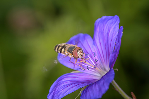 Scaeva selenitica \napproaching a blossom from\nGarden Cranesbill - Geranium Nimbus