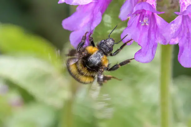 Garden bumblebee or small garden bumblebee - Bombus hortorum pollinates a blossom of the Big betony - Betonica macrantha or Stachys macrantha