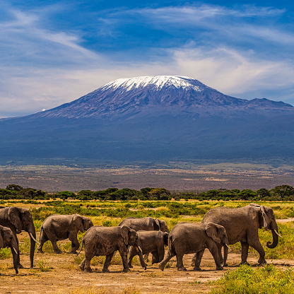 African elephants walking in the Savannah, Mount Kilimanjaro on the background, southern Kenya, Africa