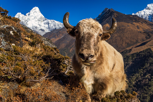 The yak is used as a beast of burden to carry loads and to plough fields. The local people also drink its milk and eat its meat. The Yak's thick hair is used to weave blankets and ropes and Yak dung provides fuel in the treeless areas of Ladakh and the Tibetan Plateau.