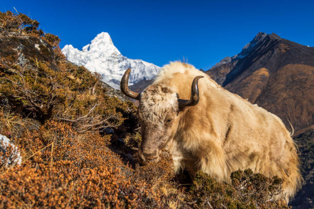 istock Yak on the trail, Mount Ama Dablam on background, Nepal 1947259463