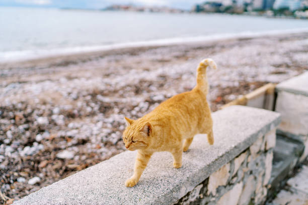istock Ginger cat walks along a stone fence on the seashore with its tail up 1947261246
