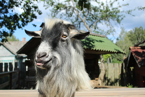 A gray goat on a farm eats hay and shows its tongue. Funny pets. How cattle are raised.