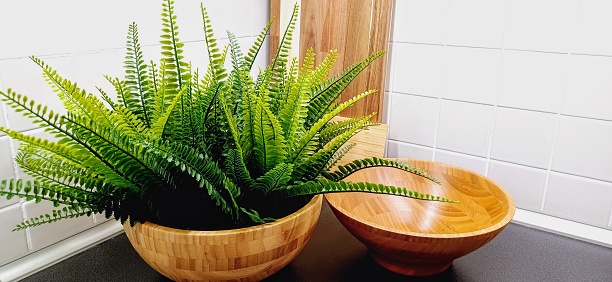 Green plant in wooden pot