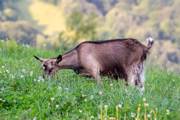 A young goat in the pasture