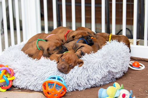 Little brown Rhodesian Ridgeback puppies sleep together on a pillow