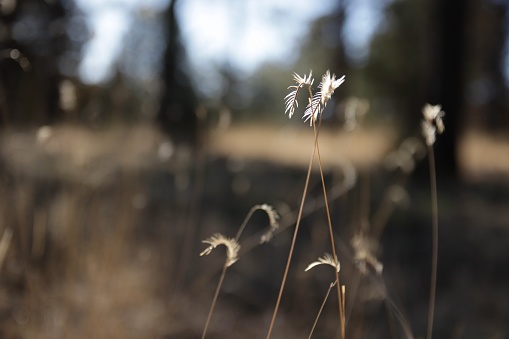 A sprig of dry grass in fall in an Arizona woodland