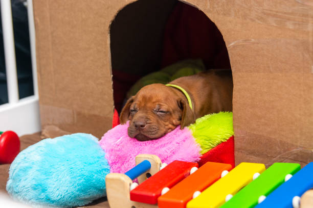 Very cute Livernose Rhodesian Ridgeback puppy sleeping on a soft pillow