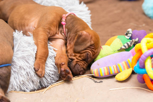 Studio shot of a wrinkly Shar Pei puppy peacefully sleeping on a white background. The image captures the breed’s unique facial folds and relaxed posture, evoking a sense of calm, cuteness, and comfort. Perfect for themes such as pet care, relaxation, sleep, animal wellness, and adorable dog breeds.
