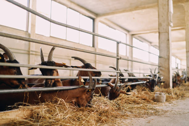istock Goats chew hay while standing in a paddock on a farm 1947282281