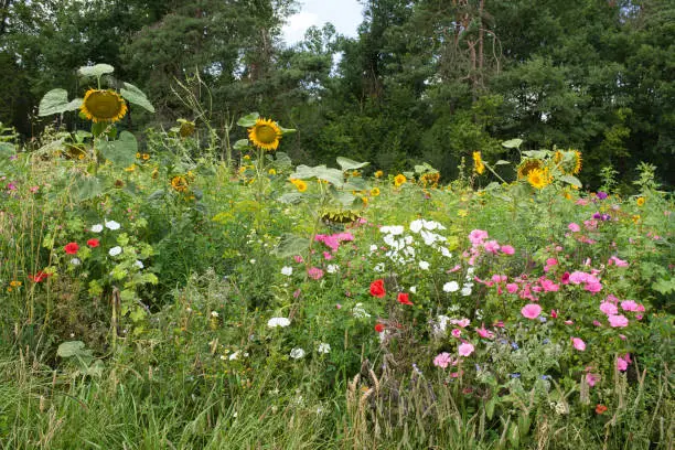 flower meadows and forest in the summer