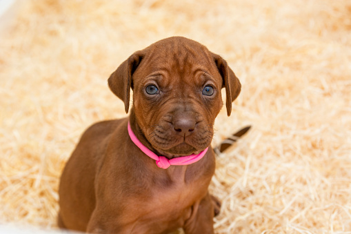 a puppy Rhodesian Ridgeback livernose sitting on a bed of straw