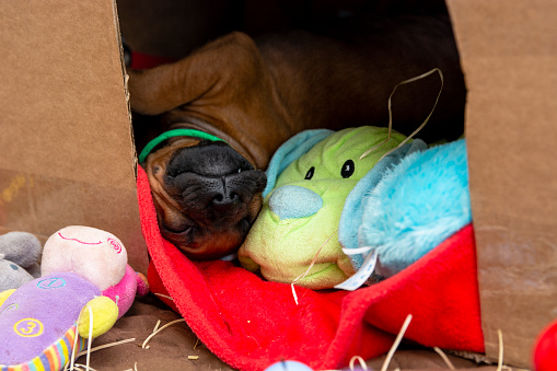 Rhodesian Ridgeback puppy sleeping in a cardboard box with stuffed animals