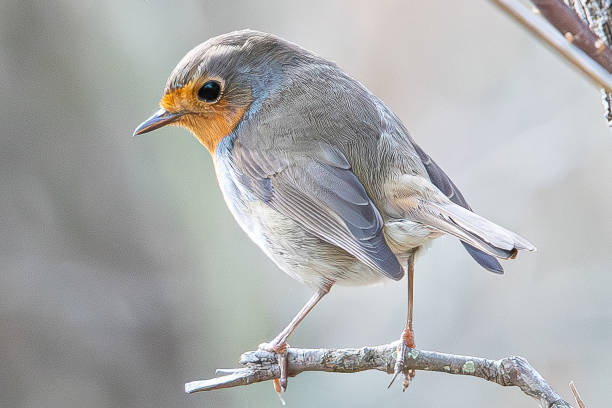 the european robin (erithacus rubecula) is a small insectivorous passerine bird common in aiguamolls emporda girona catalonia spain marshes wetland swamp - on branch photos et images de collection