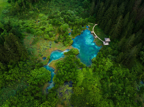 Lake Zelenci surrounded by trees and mountains. Aerial view.