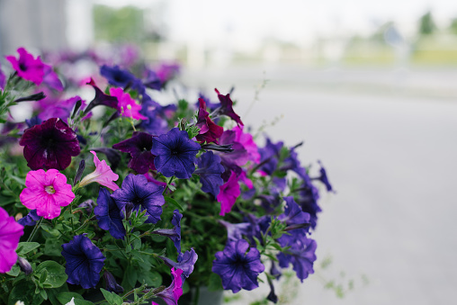 Blue, pink and purple petunia flowers close-up plano with copy space
