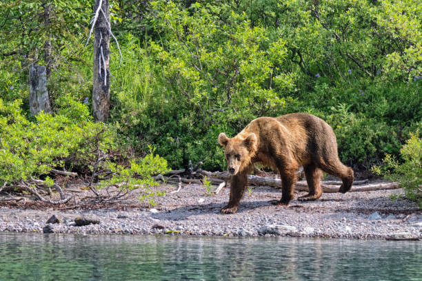 istock Grizzly at Crescent Lake, Alaska, US 1947292056