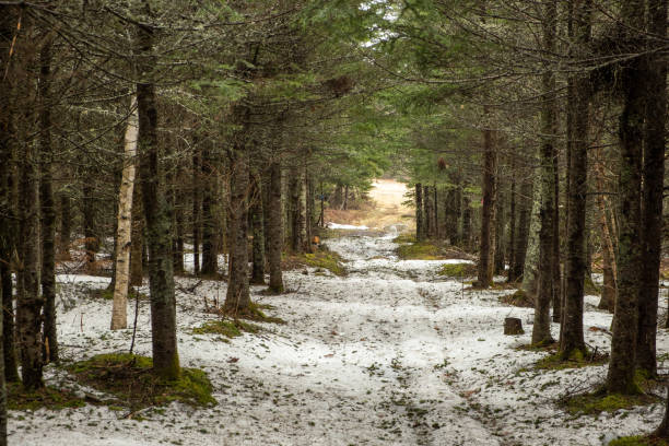 istock Footpath through a snow covered forest stock photo 1947307547