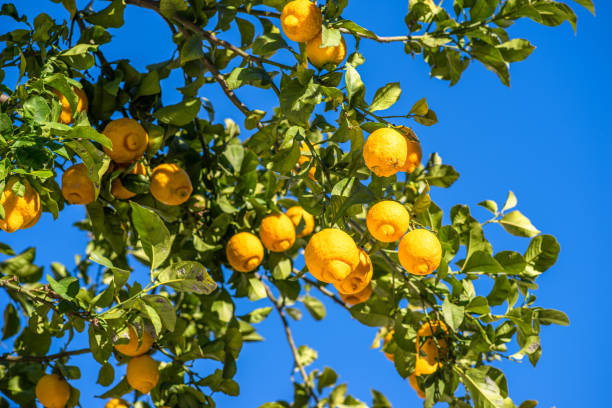 Ripe lemon fruits on lemon tree and blue sky at the background.